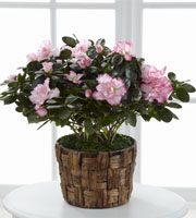 The FTD� Pink Azalea